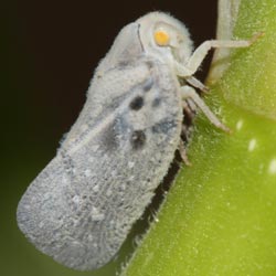 Metcalfa pruinosa